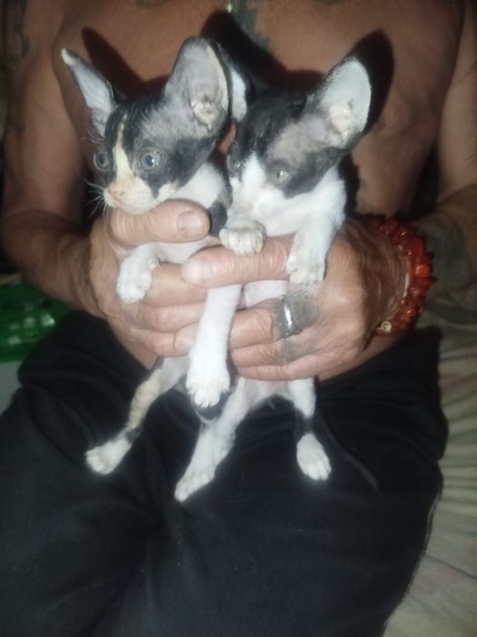 Продаю котят пародистых сфинксов