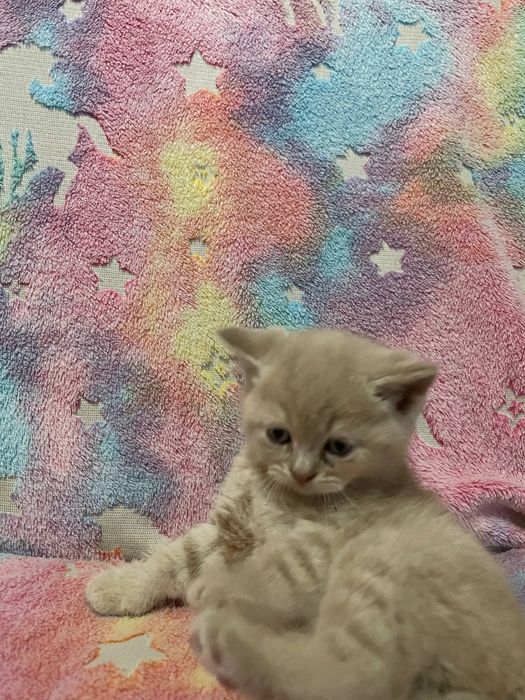 Порода скотиш фолд очень игривые ,лоток ходят кушают сами ,лосковые