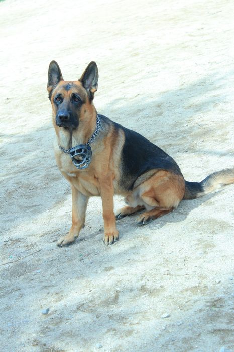 Собака немецкая овчарка на вязку. SOTILMAYDI!!!