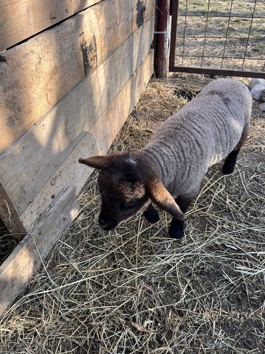Vand iezi si ieduțe metis anglo nubian