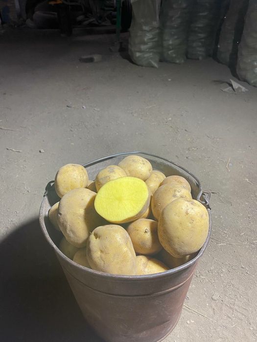 Домашний картофель