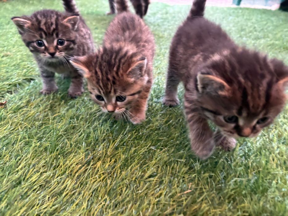 Котята, в добрые руки