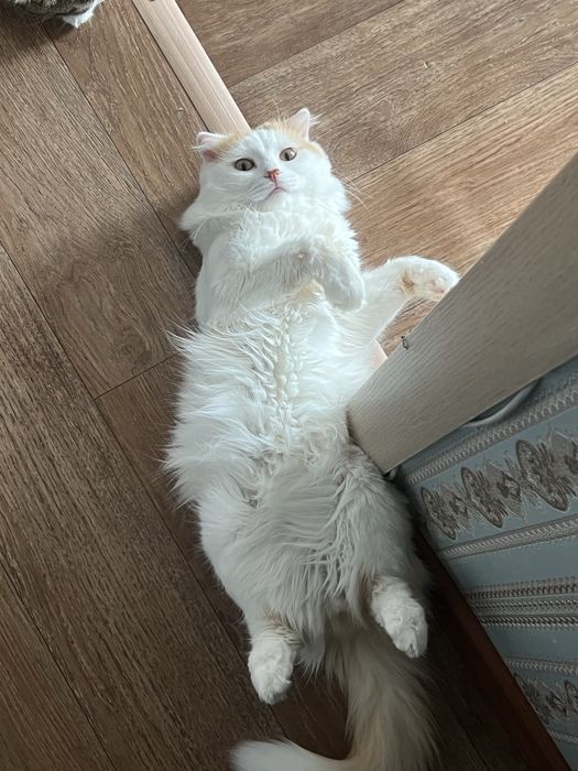 Отдадим кота в добрые руки