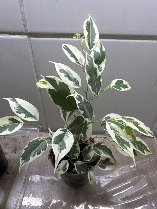 Фикусы разные продам