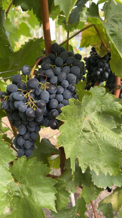 Butasi vita de vie/angro