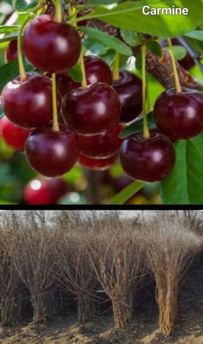 Peri-pomi fructiferi