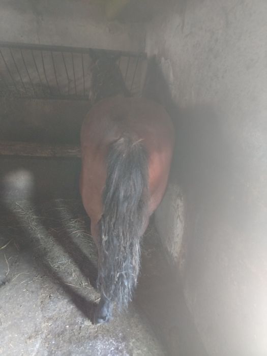 Vând mânză de 1 an și 3 luni