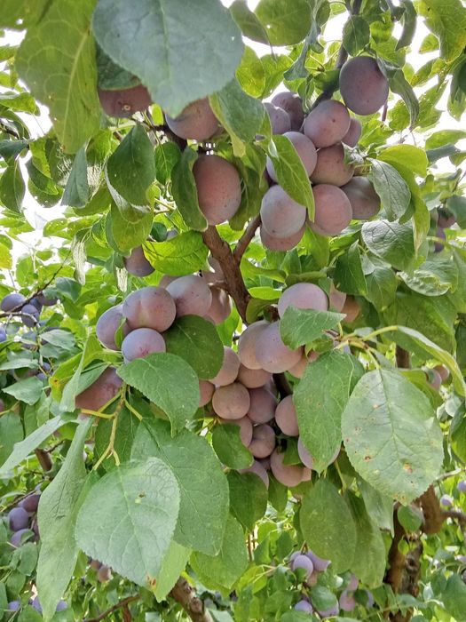Vand prune Centenar
