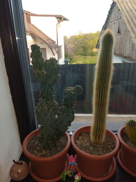 Cactuși de vânzare!