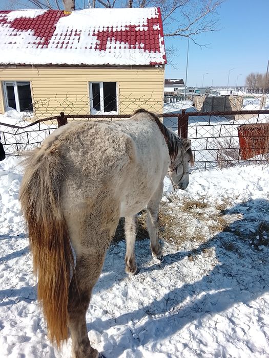 Жас бие сатылады