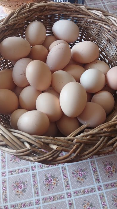 Oua pt incubat de la gaini de casă