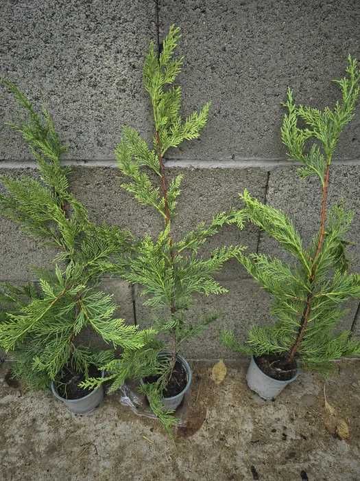 Leylandii 70cm (cel mai mic pret de pe piata)