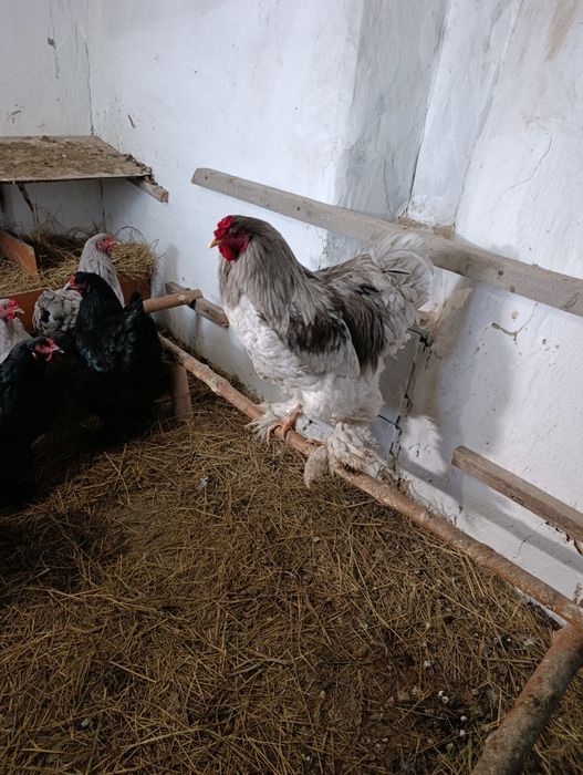 Инкубационные яйца Черной брамы