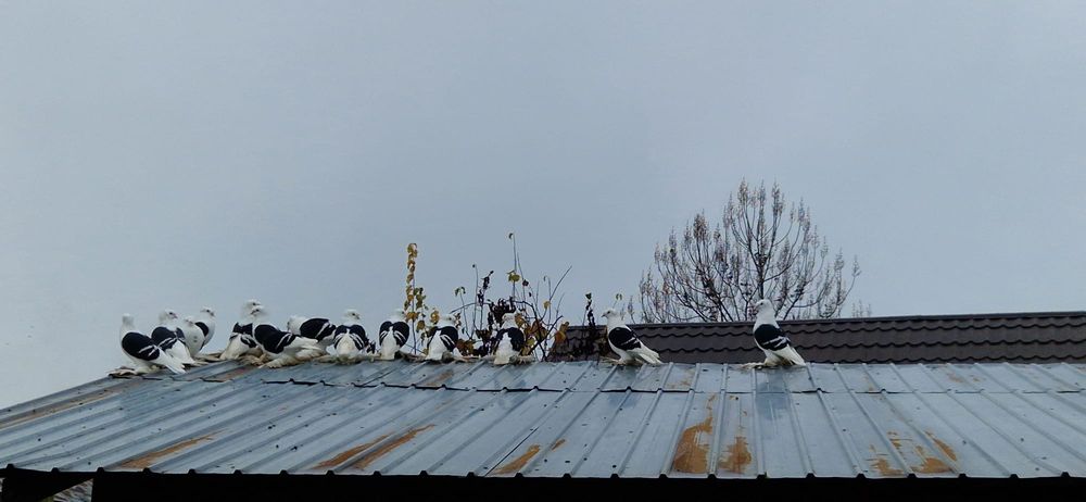 Porumbei de ornament