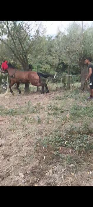 De vânzare o iapa de 9 ani