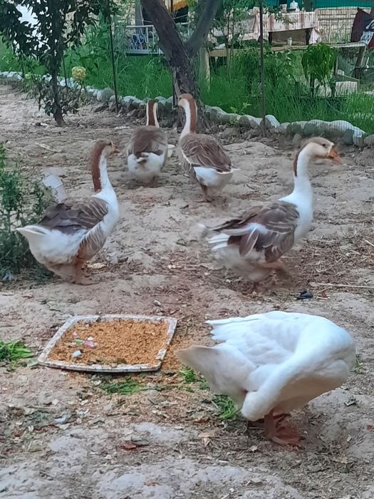 G'ozlar sotiladi