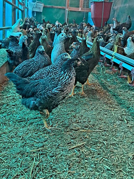 Vand puicute ouatoare Dominant Cehia, 12 saptamani, vaccinuri la zi.