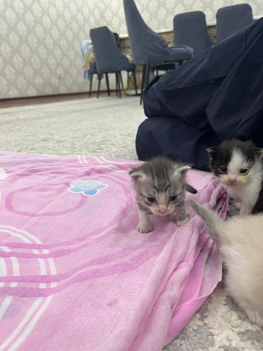 Отдам котят по 2500тг!