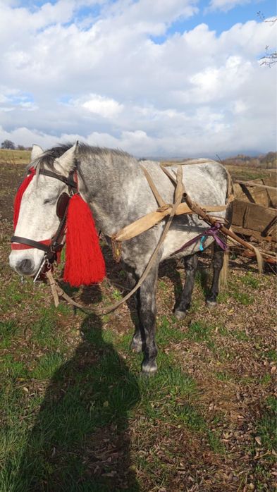 Iapă- de vanzare- 12 ani