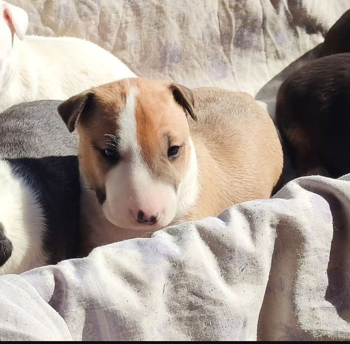 Щенки Бультерьера