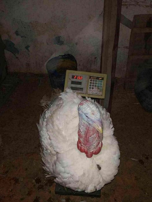 Big6 Kurka jöjalari sotiladi