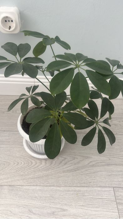 Комнатные растения