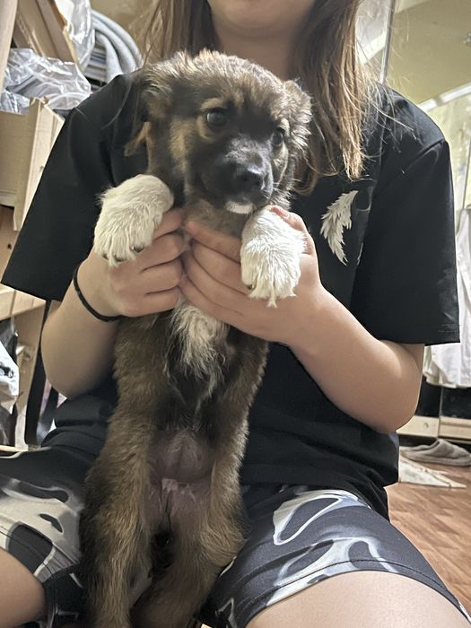 Отдается щеночек