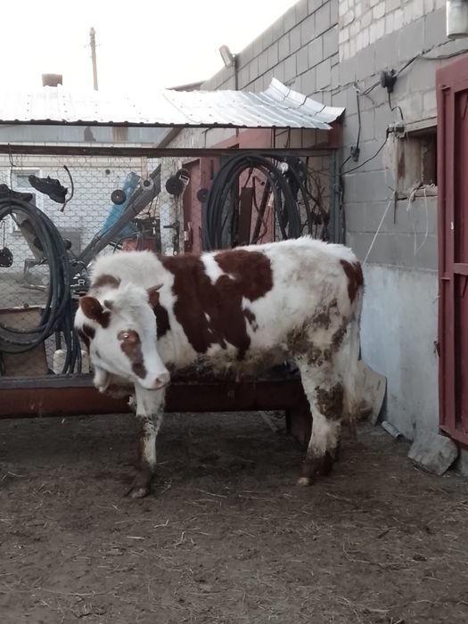 Продам на мясо с откорма