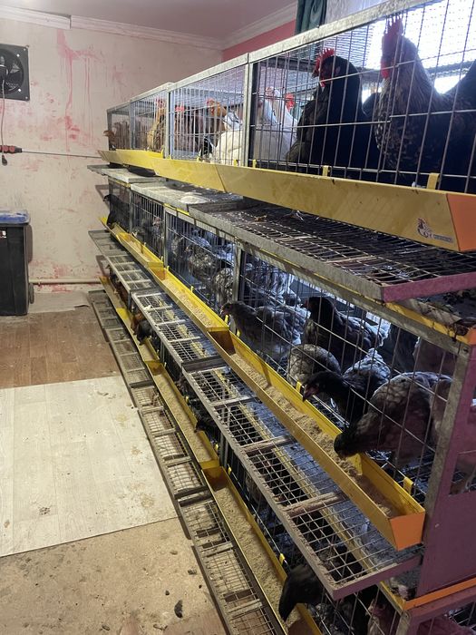 Заводские клетки для кур