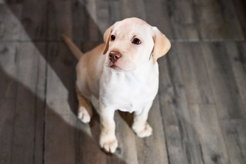 Labrador retriever fetițe