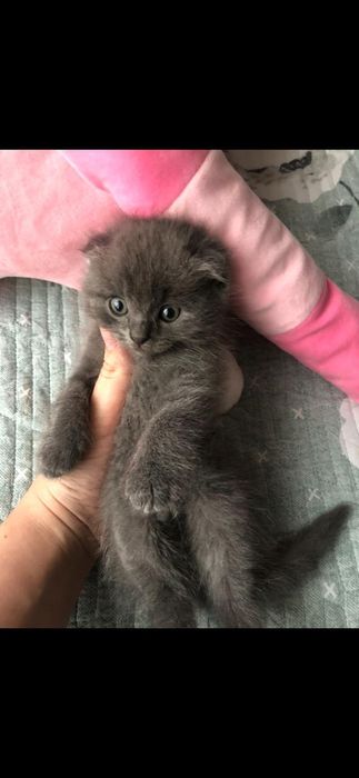 Котенок в добрые руки