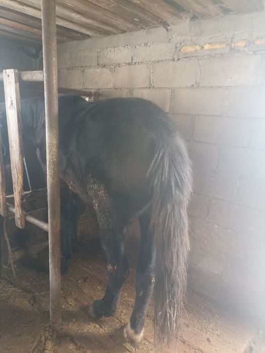 Продам лошадей ...