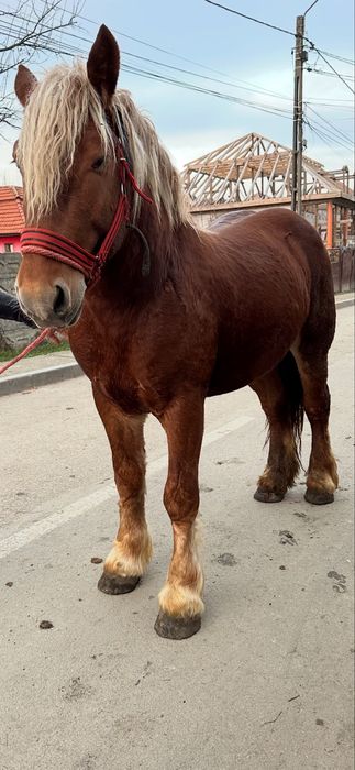 De vanzare manz de 2 ani invatat la utilaje si calarie fff bland