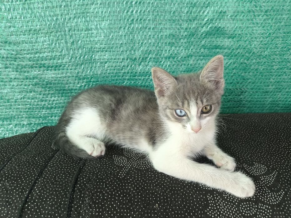 Отдам котят 3 месяца