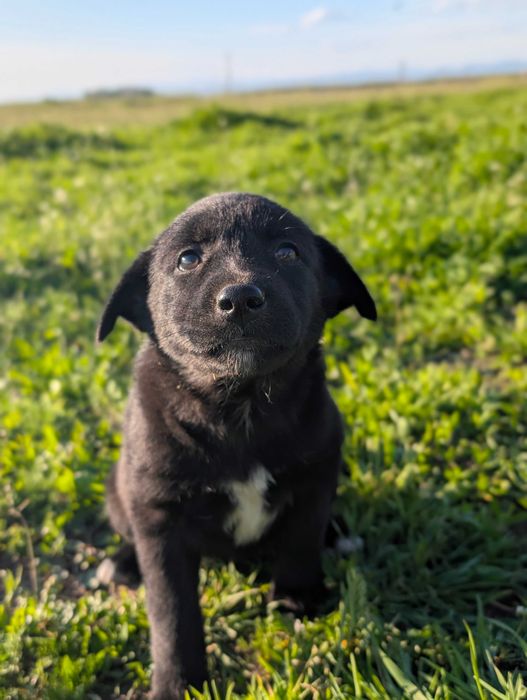 Енергични кученца кръстоска (Питбул териер x Белгийска овчарка) – за активни стопани