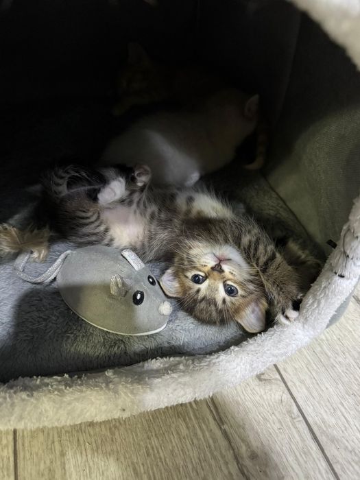 Отдам котят бесплатно