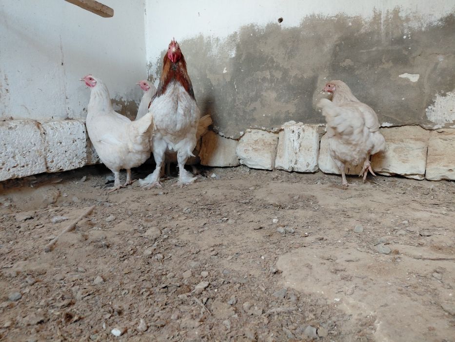 Тауыктар сатылады