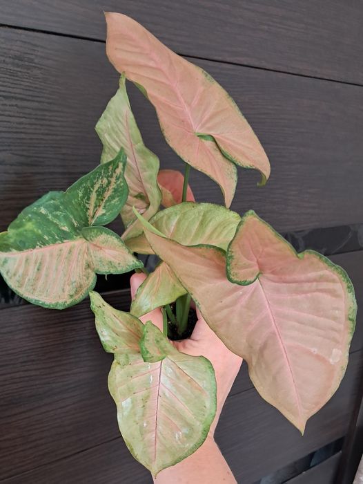 Цветы комнатные  .