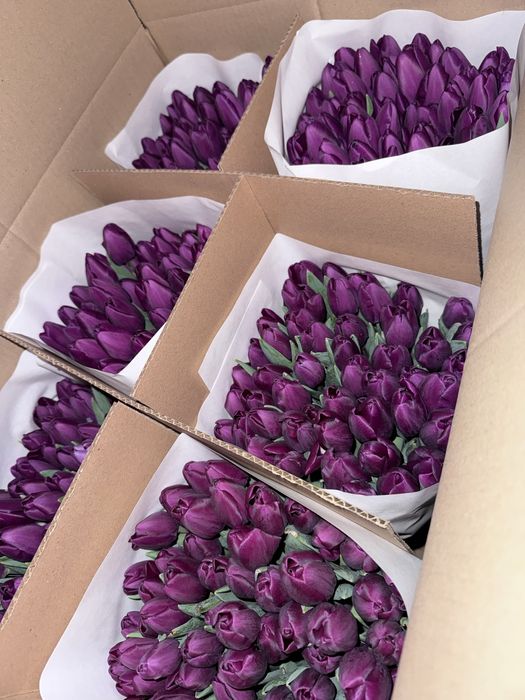 Самые красивые тюльпаны на 8 марта