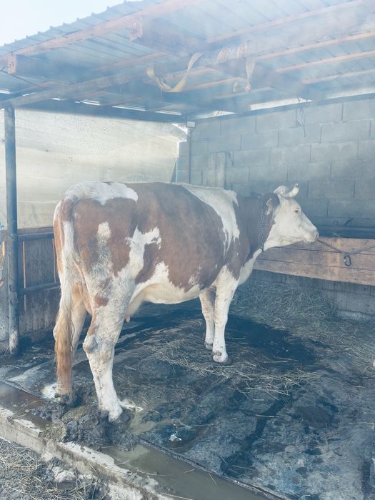 Vaca getanta Baltata