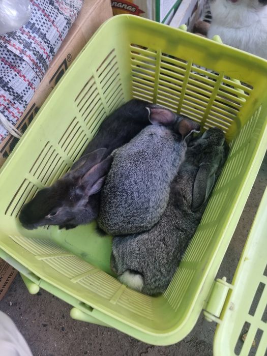 Tozza quyonlar bor 100 mingdan