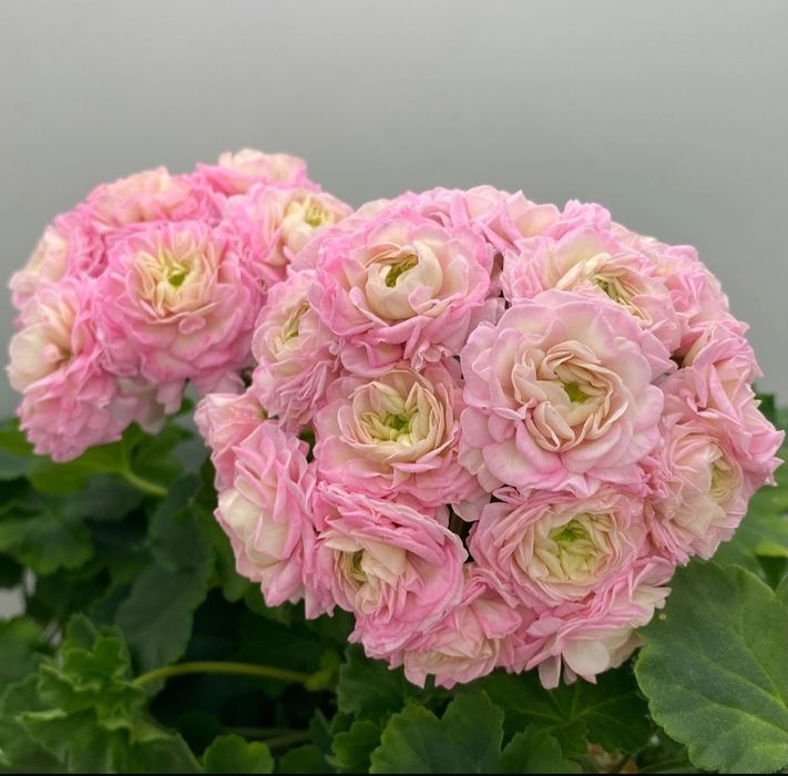 Пеларгония новинка