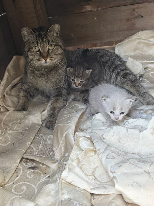 Котята в хорошие руки
