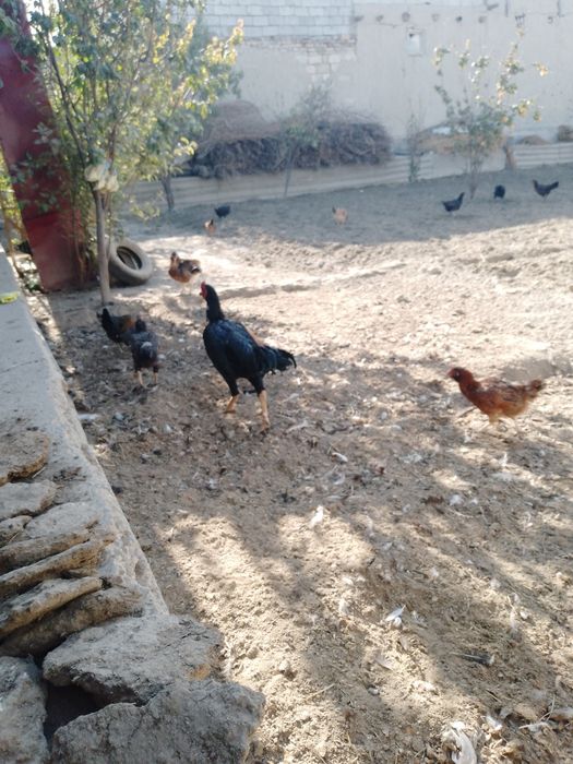 Товук. Хурозлар. Куркалар. Жужалар. Оптим сотилади . 4та курка эртага