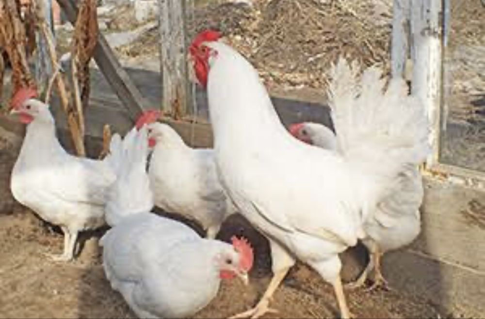 Продам куры несушки и петуха