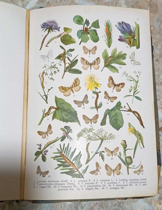 Книга "Атлас бабочек и гусениц " 1913 год