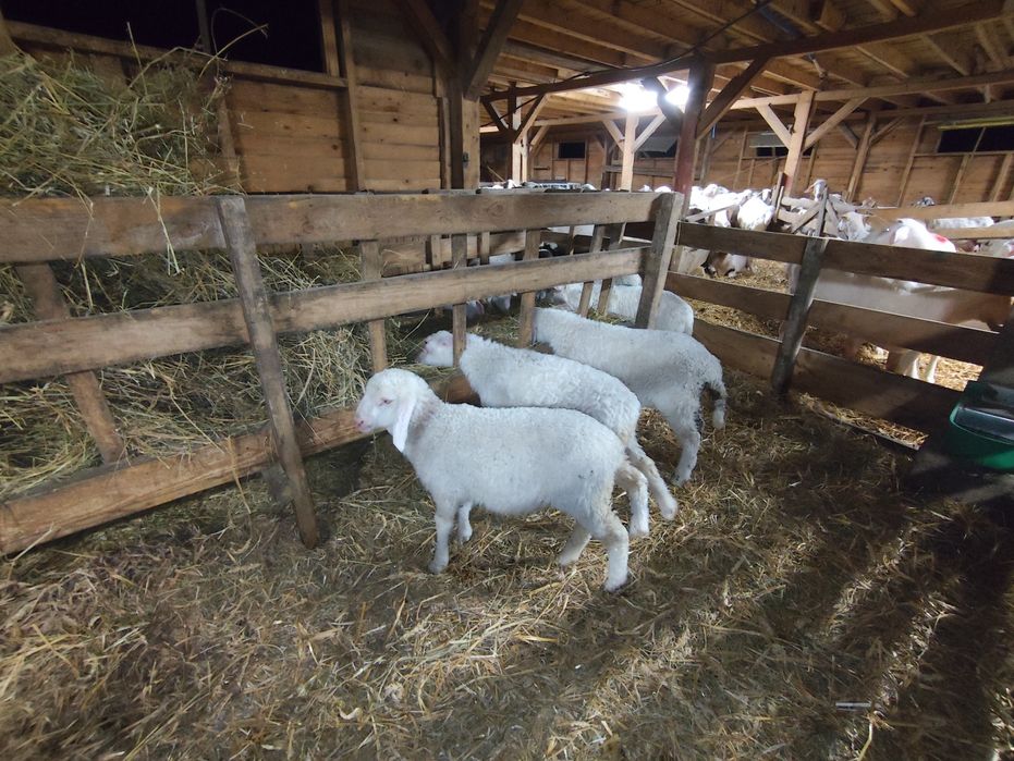 Vând miei de prăsilă rasa assaf (doar berbecuți)