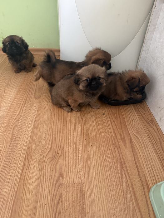 Чистокръвни пекинези