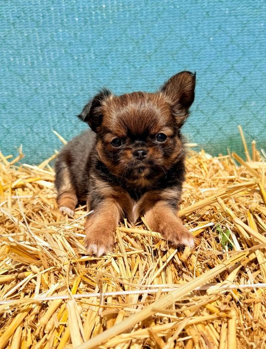 Продаются щенки чихуахуа