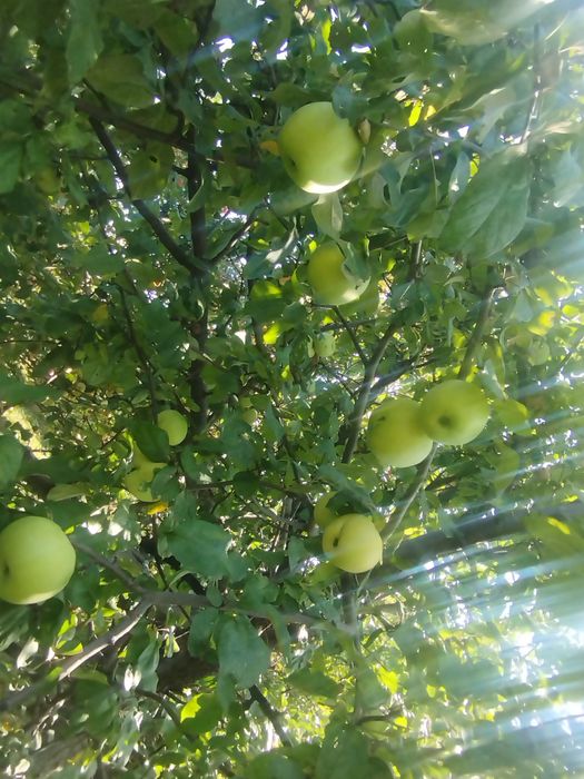 Продам  дачу   .